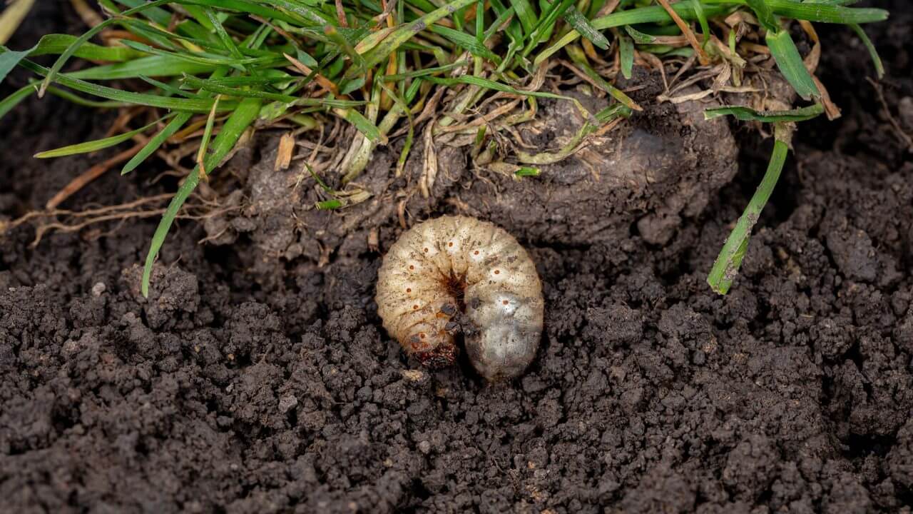 Pest in lawn