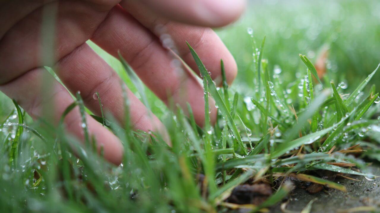 Wet Grass