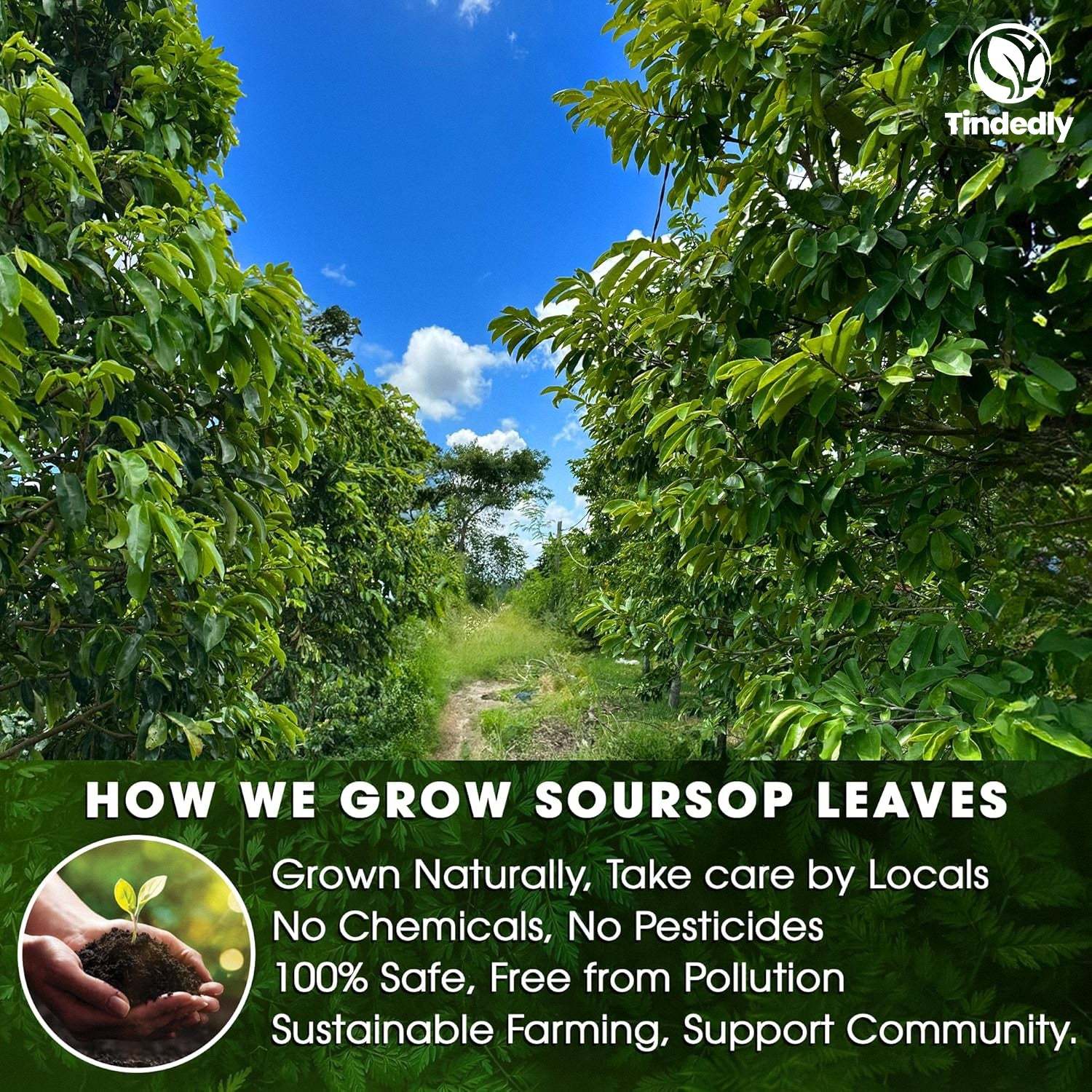 230+ Premium Soursop Graviola Dried Leaves Tea