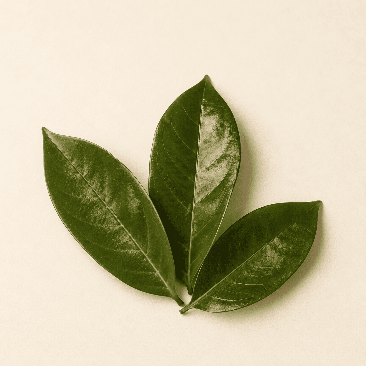 Fresh soursop leaves