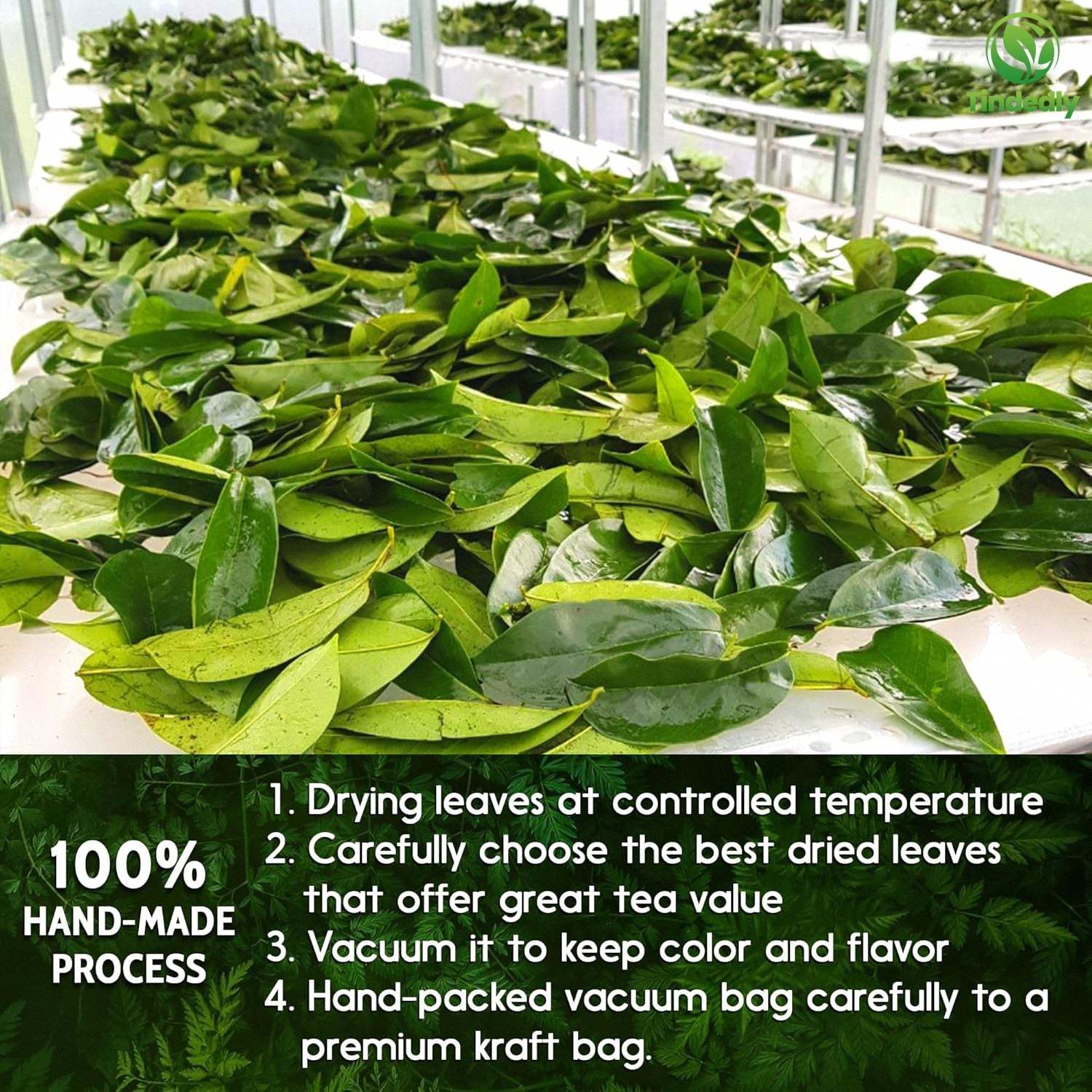 230+ Premium Soursop Graviola Dried Leaves Tea