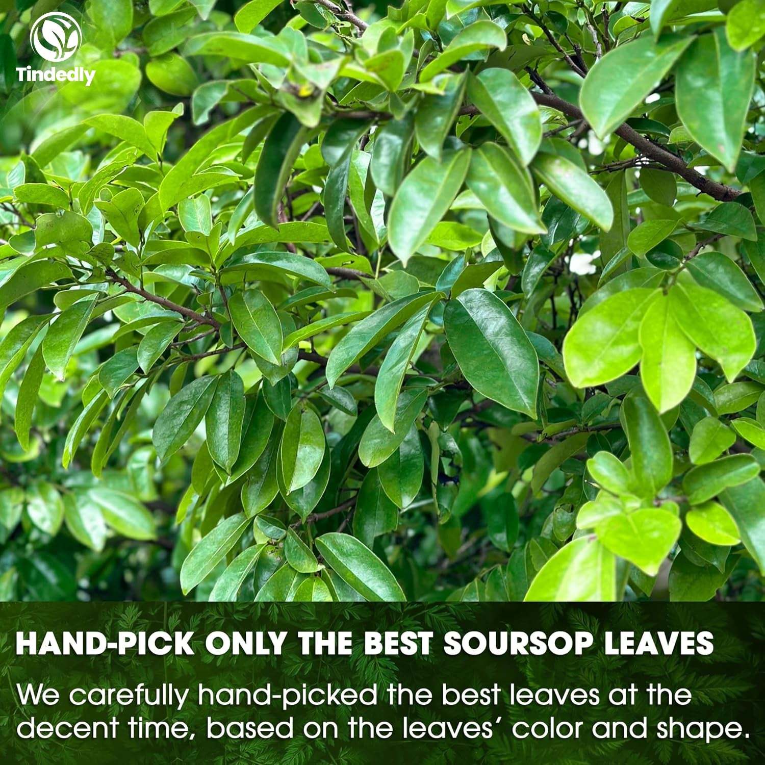 230+ Premium Soursop Graviola Dried Leaves Tea