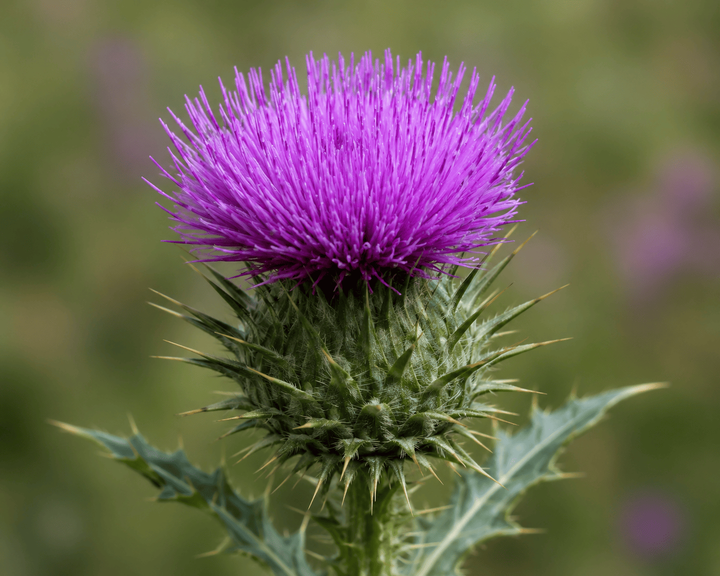 Milk thistle (silymarin)