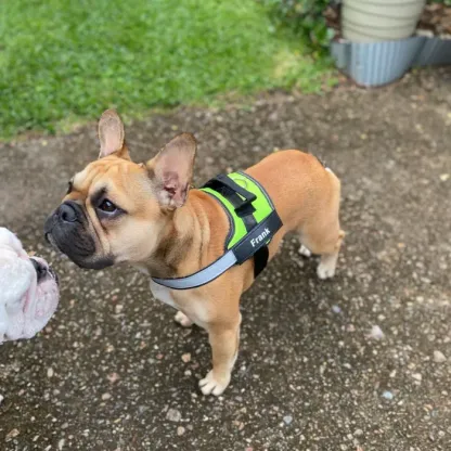 Pettorina anti-tiro per cani