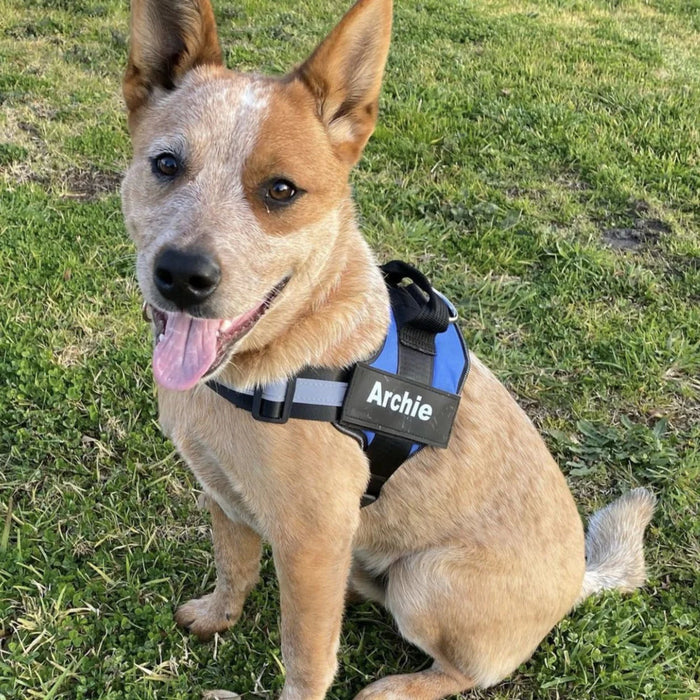 Pettorina anti-tiro per cani