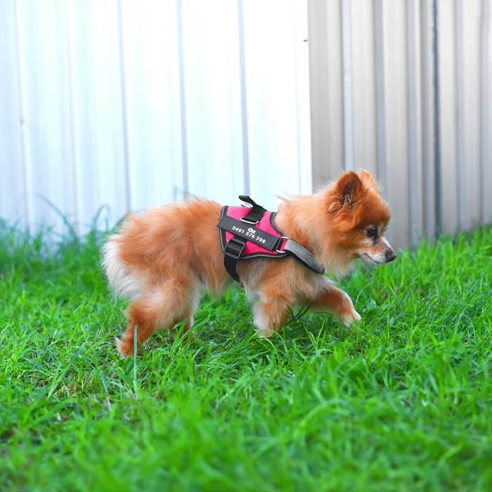 Pettorina anti-tiro per cani
