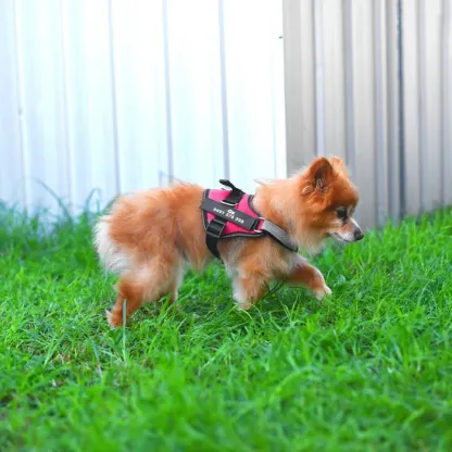 Pettorina anti-tiro per cani