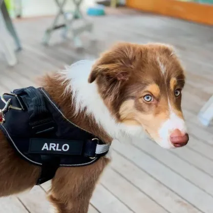 Pettorina anti-tiro per cani