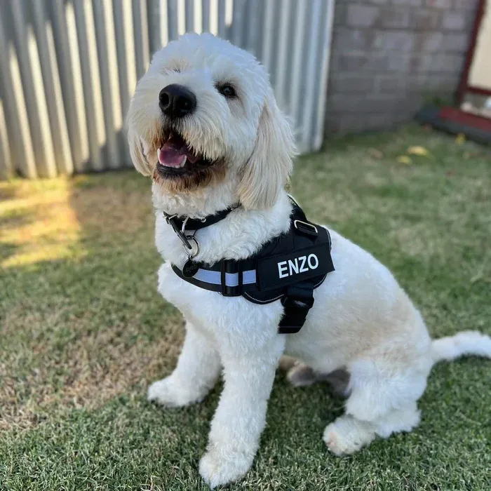 Pettorina anti-tiro per cani