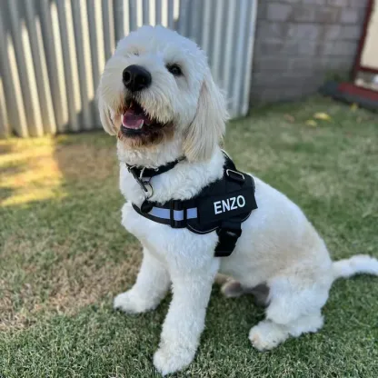 Pettorina anti-tiro per cani