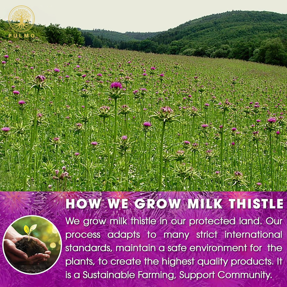 Pure Milk Thistle Tea – No Sugar, No Caffeine, No Additives