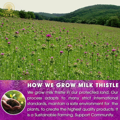 Pure Milk Thistle Tea – No Sugar, No Caffeine, No Additives