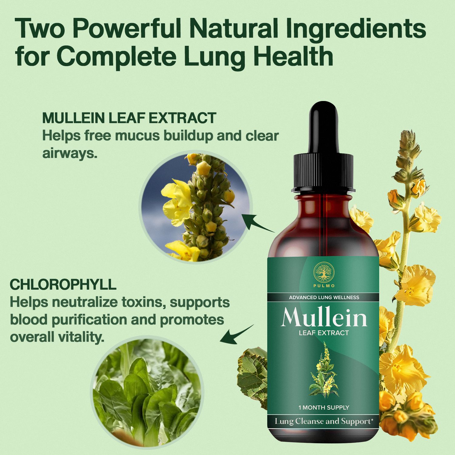 PULMO™ - Mullein Leaf Extract