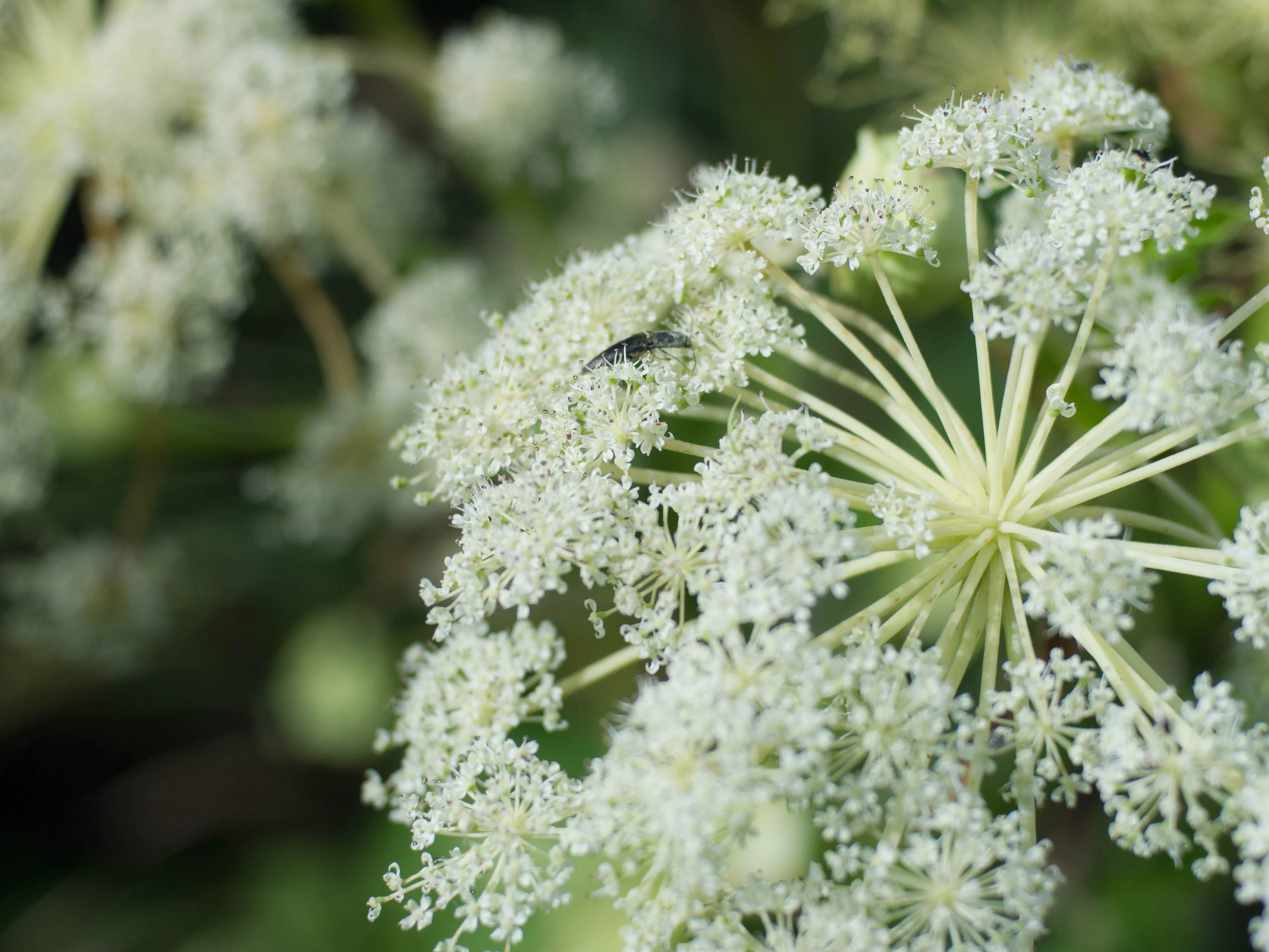 Trypulmo™ Miracle Balm 19 gempages 520843728957473856 4dabb209 8381 46b8 a6aa 9e278e9536ad