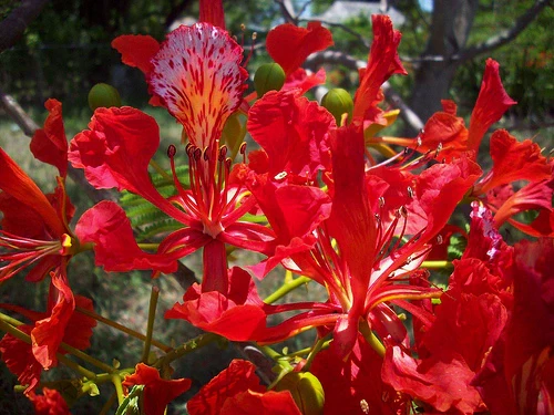 Trypulmo™ Miracle Balm 17 gempages 520843728957473856 887d48c6 752d 4f19 b708 91e13cf457dc