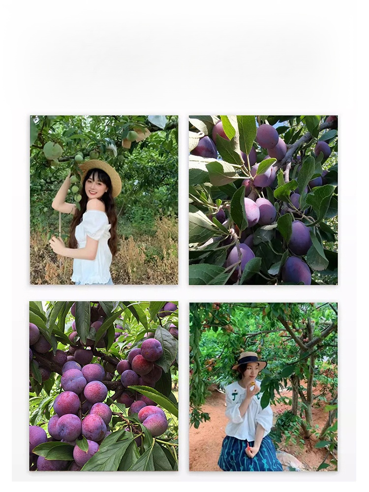 Blue Honey Prune Seeds
