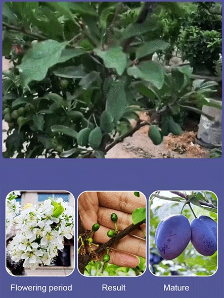 Blue Honey Prune Seeds