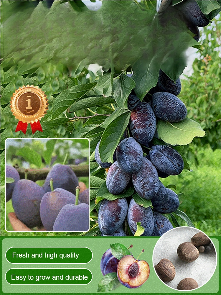 Blue Honey Prune Seeds
