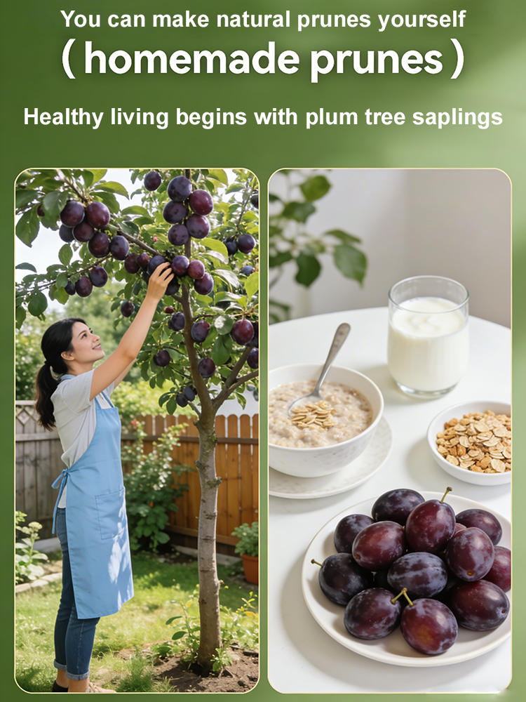 🌱Beginner-Friendly Prune Saplings🫐 Self-pollinating, High-yielding, Easy to Grow, Freeze-resistant to -5℃🏡