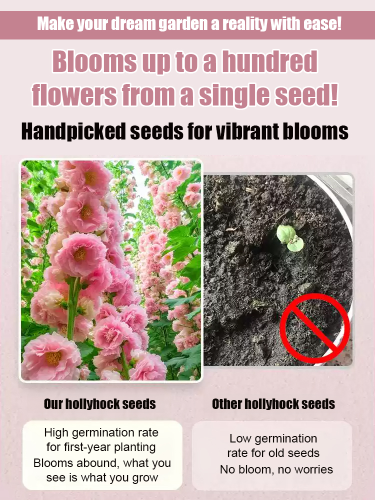 【🎨Buy One Get One Free】Multi-colored Hollyhock Seeds🌺 Single Seeds with Abundant Blooms, 300 Seeds, High Germination Rate, Buy 1 Get 1 Free, Hassle-Free Returns and Exchanges✅