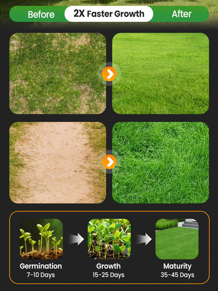 🌿The ultimate lawn seed! Green in 7 days, cold-resistant, drought-resistant, and trampling-resistant