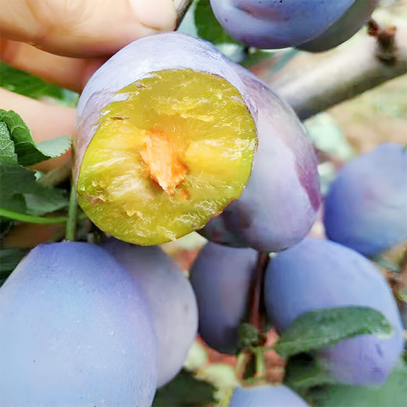 🌱Beginner-Friendly Prune Saplings🫐 Self-pollinating, High-yielding, Easy to Grow, Freeze-resistant to -5℃🏡