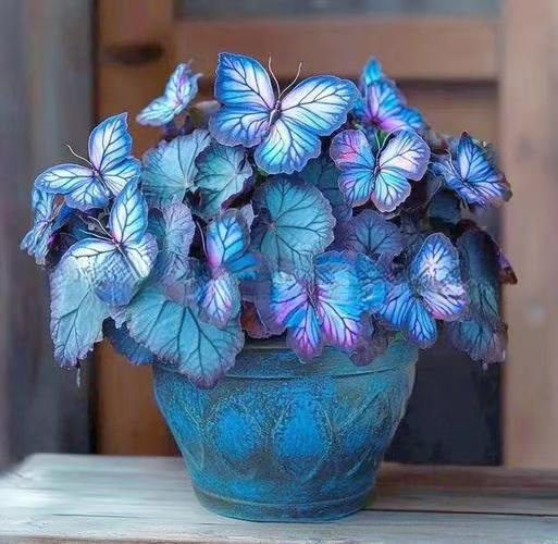 【🌸Buy 1 Get 1 Free】Moonlight Butterfly Flower Seeds! Exquisite flower shape and vibrant colors, cold-hardy and drought-resistant, blooms year-round, free shipping to your door