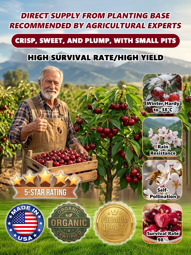 🍒Organic Gomahari Cherry Saplings🌱 Self-pollinating cherry saplings, bearing fruit in the same year