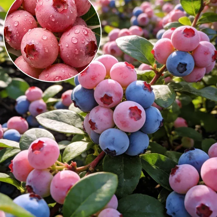 🫐【Buy One Get One Free】Pink Lady Blueberry Seeds, quick fruiting in the same year, edible and ornamental!