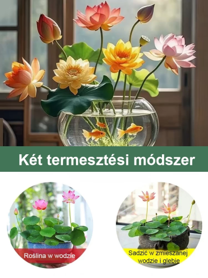 🪷Hydroponic Mini Water Lotus Seeds💧Easy to grow in hydroponics, blooms the same year🌸