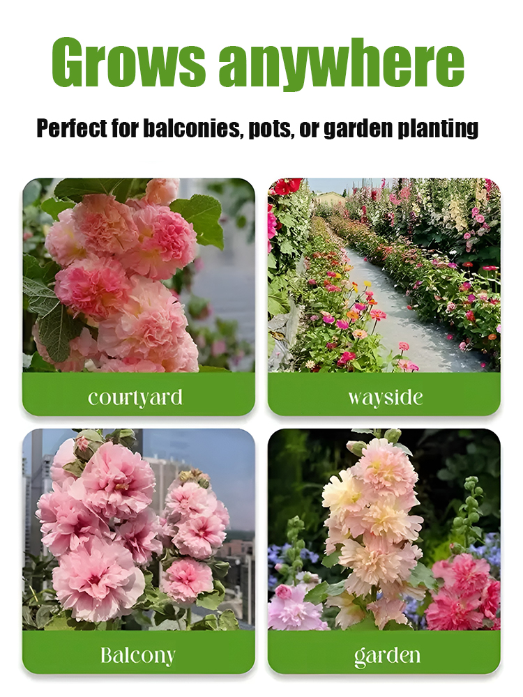 【🎨Buy One Get One Free】Multi-colored Hollyhock Seeds🌺 Single Seeds with Abundant Blooms, 300 Seeds, High Germination Rate, Buy 1 Get 1 Free, Hassle-Free Returns and Exchanges✅