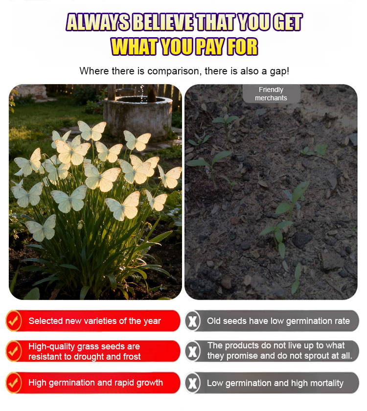 【🌸Buy 1 Get 1 Free】Moonlight Butterfly Flower Seeds! Exquisite flower shape and vibrant colors, cold-hardy and drought-resistant, blooms year-round, free shipping to your door