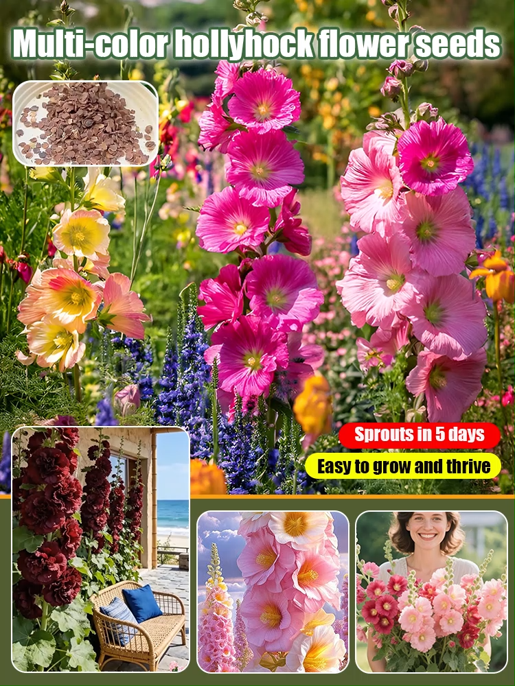 【🎨Buy One Get One Free】Multi-colored Hollyhock Seeds🌺 Single Seeds with Abundant Blooms, 300 Seeds, High Germination Rate, Buy 1 Get 1 Free, Hassle-Free Returns and Exchanges✅