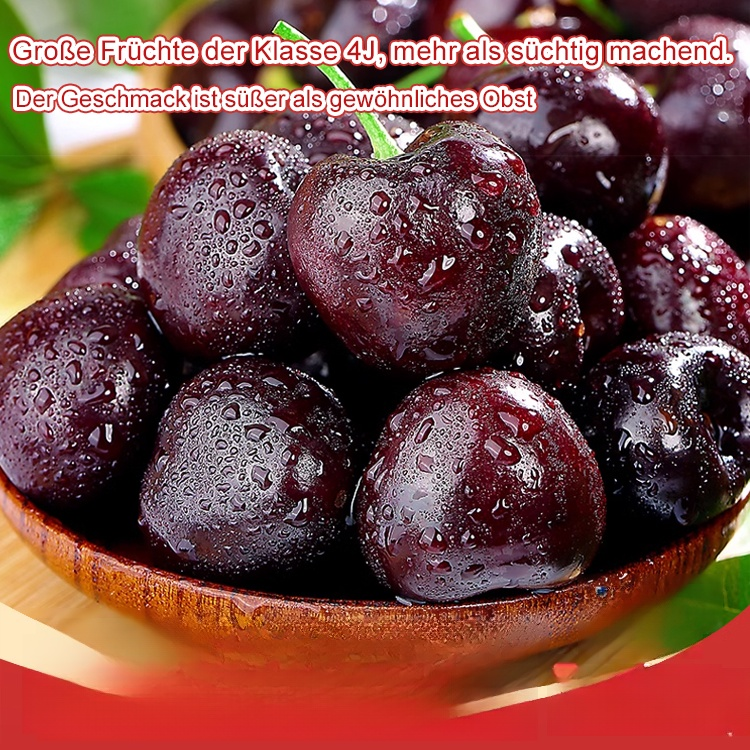 【🍒Importierte chilenische Chelsea-Samen🍒】🌟Der frühe Frühling ist die perfekte Zeit, um Kirschen zu pflanzen! Wenn es schlechte Früchte oder erfolglose Pflanzung gibt, begleiten wir Sie zum dreifachen Preis!