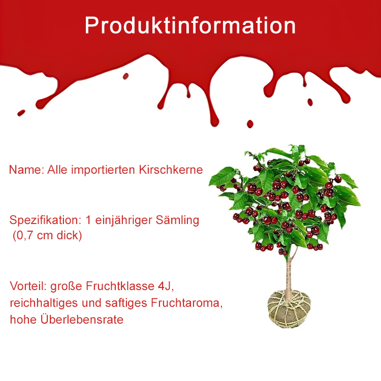 【🍒Importierte chilenische Chelsea-Samen🍒】🌟Der frühe Frühling ist die perfekte Zeit, um Kirschen zu pflanzen! Wenn es schlechte Früchte oder erfolglose Pflanzung gibt, begleiten wir Sie zum dreifachen Preis!