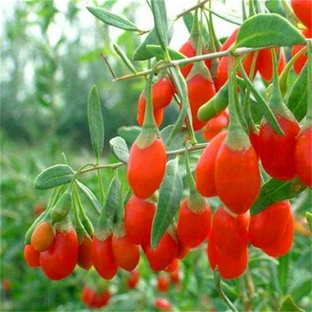 【1 kaufen, 1 gratis – nur noch 2 Stunden】 Kompakte Goji-Beeren im Topf, vorgezogene Jungpflanzen, tragen im ersten Jahr ✨️ Bis zu 30 kg Ertrag pro Jahr, winterhart und pflegeleicht