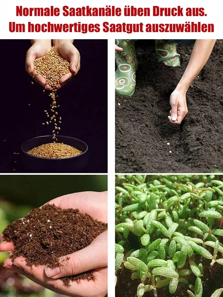 🌸 300 Tage Blütenzauber: Bayerische Riesensamtrose mit 99 % Keimrate (1+1 gratis)