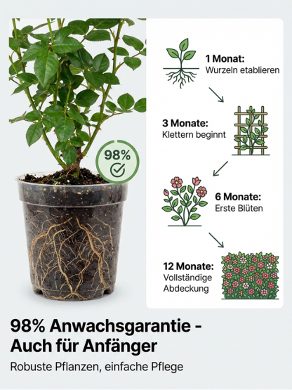 Immerblühende Kletterrosenpflanze für alle Jahreszeiten