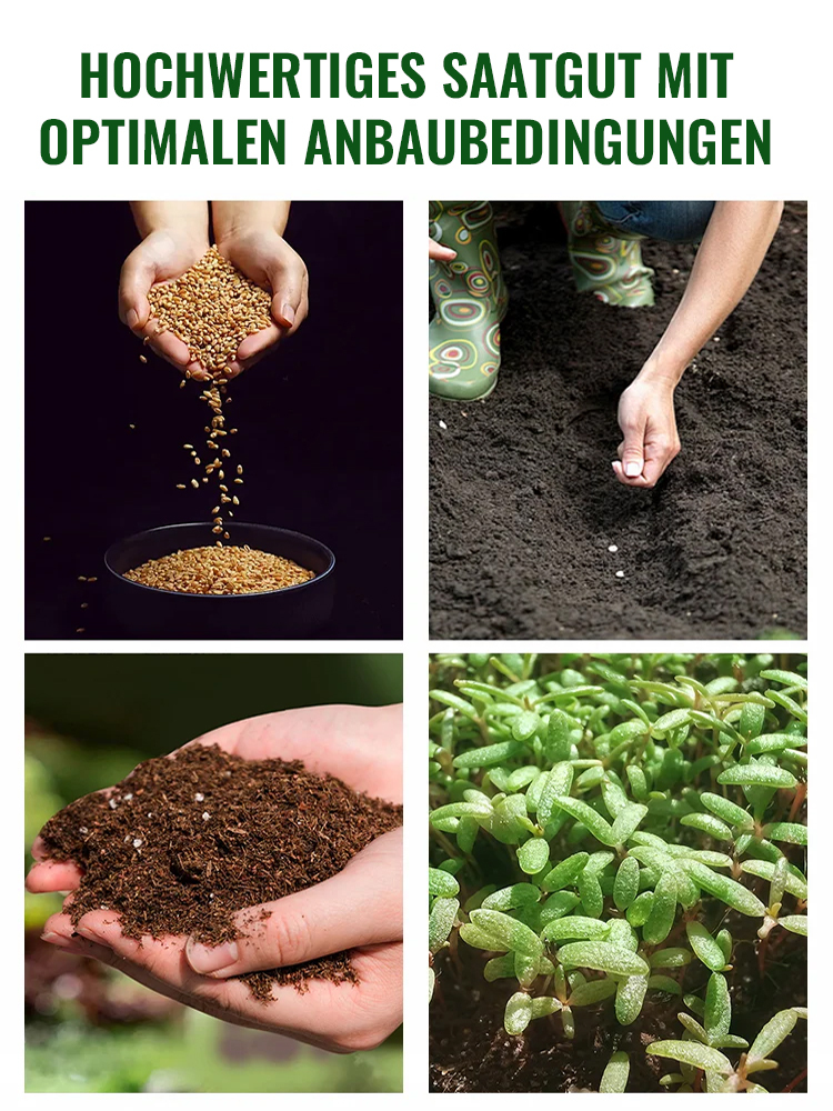 Immerblühende Kletterrosenpflanze für alle Jahreszeiten