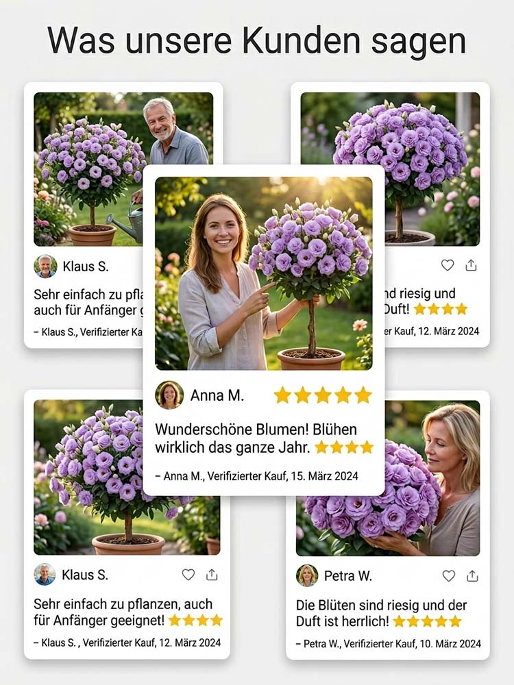 Lisianthus Lollipop-Baum | Ganzjährige Blütenpracht