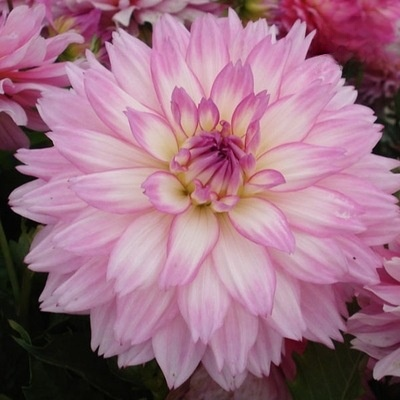 【Base Direktvertrieb】Doppelte Dahlienknollen für eine blühende vier Jahreszeiten-Pracht