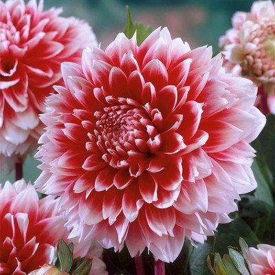 【Base Direktvertrieb】Doppelte Dahlienknollen für eine blühende vier Jahreszeiten-Pracht