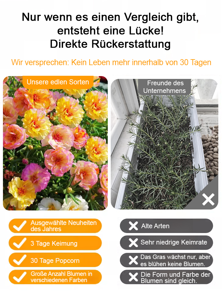 [Heilung von Geist und Körper] Der Garten ist voller doppelblättriger Sonnenblumenkerne.