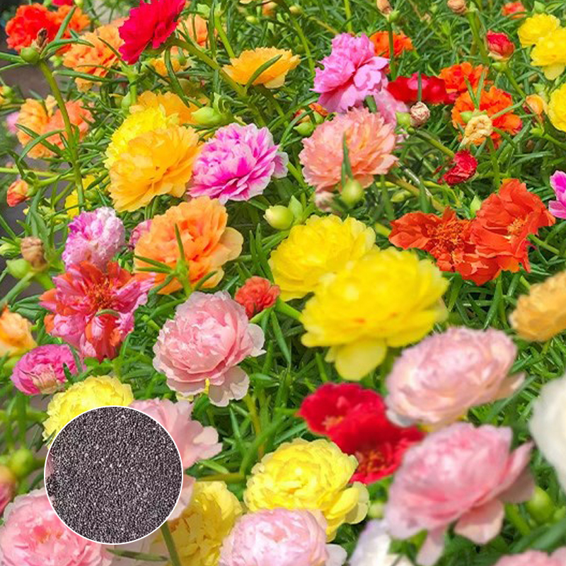 [Heilung von Geist und Körper] Der Garten ist voller doppelblättriger Sonnenblumenkerne.