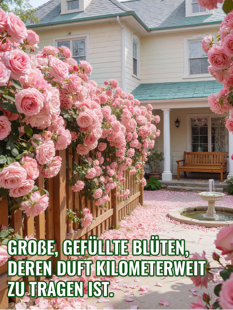 Immerblühende Kletterrosenpflanze für alle Jahreszeiten