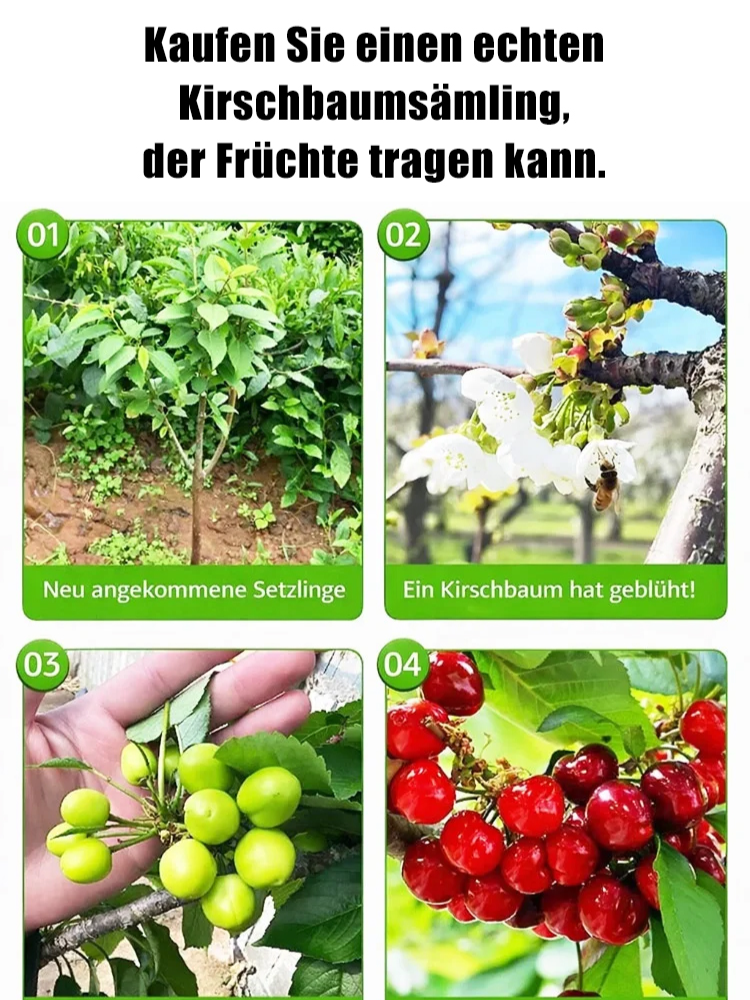 【100% Anwachsgarantie】 4J XXL Regina Süßkirschbaum | Kräftige 2-jährige Setzlinge | Ernte bereits im ersten Jahr | Ideal für Balkon und Garten | Winterhart bis -20°C 🍒