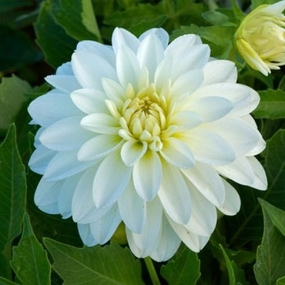 【Base Direktvertrieb】Doppelte Dahlienknollen für eine blühende vier Jahreszeiten-Pracht