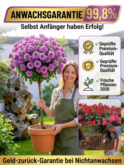Lisianthus Lollipop-Baum | Ganzjährige Blütenpracht
