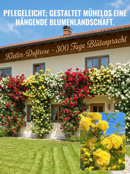 【Geld-zurück-Garantie bei ausbleibender Blüte】Von Hamburger Gartenexperten empfohlen: Natürlicher Zaun mit Kletter-Mokarose – bis zu 300 Tage Blütezeit