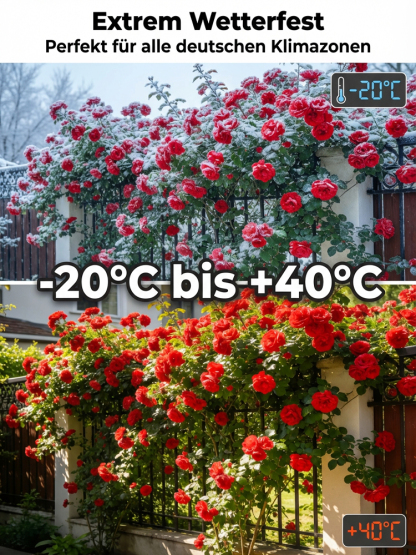 Immerblühende Kletterrosenpflanze für alle Jahreszeiten